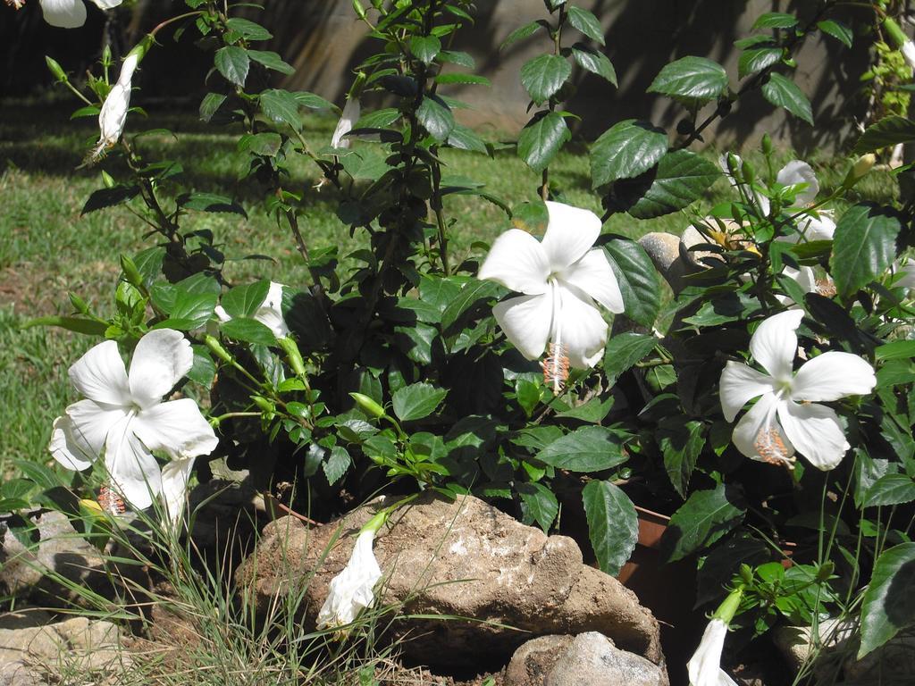 B&B Hibiscus Capoterra Exterior foto